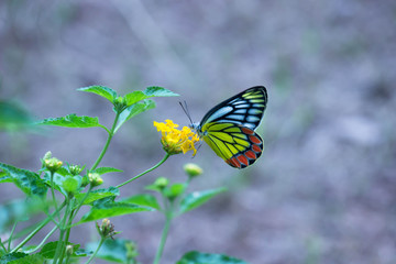 Fototapeta na wymiar Jezebel Butterfly Sitting On the Flower Plant and Drinking Nectar