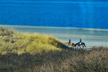 Fototapeta na wymiar Riding Horses on the beach