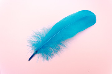 Blue Pro on a blue background, a large blue feather