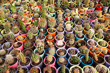 cactus nursery - small, different and colorful cacti in colorful pots