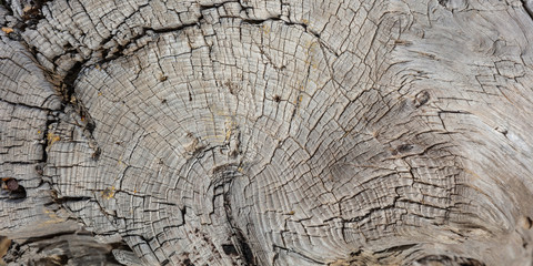 Fototapeta premium Tree trunk wood background, Old weathered gray color wooden stump