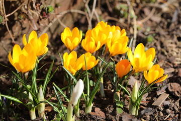 Gelbe Krokusse