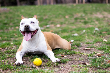 Friendly Dog having a big smile