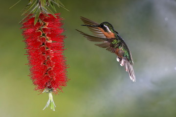 Colibri