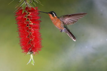 Colibri