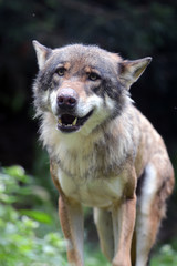 Obraz premium Loup gris