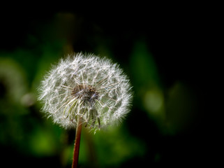  Dandelion after blossoming by summer time, Europe