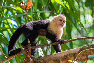 capuchin, monkey on a tree in the jungle, Costa Rica 