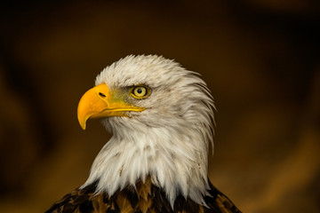 bald eagle, yellow beak, predatory gaze, majestic hunter at large, brown blurred background, symbol of America