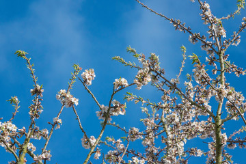 Almond blossom on sunny day against the blue sky