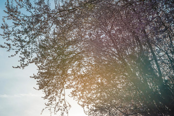 Sunlight throuth the blooming sakura
