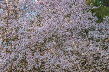 Beautiful sakura blossom on sunny day