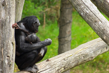 Bonobo