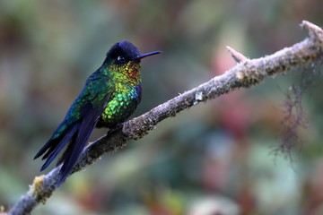 Colibri