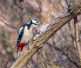 Woodpecker close up, winter season, eating fat with grains