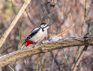 Woodpecker close up, winter season, eating fat with grains