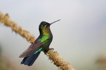 Colibri
