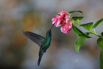 Colibri