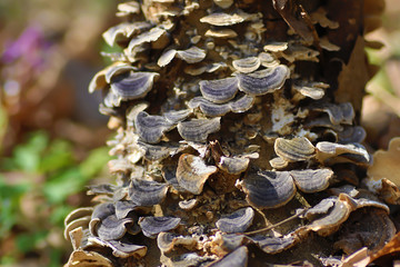 Non eatable mushrooms grows on tree in forest