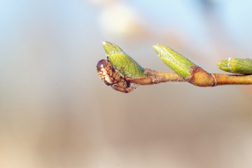 Close-up photo of spring young fresh leaves on tree branches with buds and small spider, soft focus and blur background. Concept of new life.