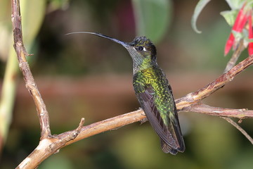Colibri