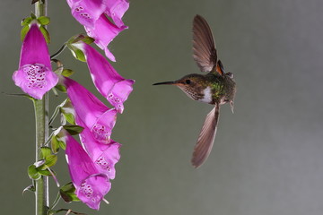Colibri