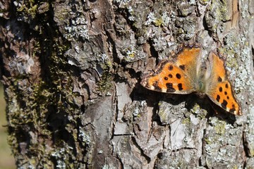 Kleiner Fuchs am Baum