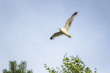 hungry seagull in flight with spread wings against the cloudy sky before a thunderstorm. concept of greed and gluttony.