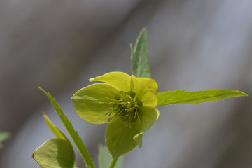 First spring flowers grows in forest near city of Belgrade