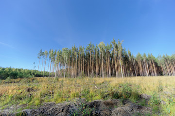 A field with grass that started to turn yellow and woods.