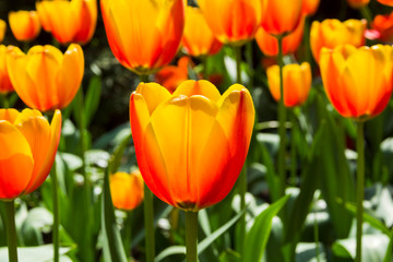 Beautiful red and yellow tulips
