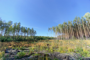 A field with grass that started to turn yellow and woods.