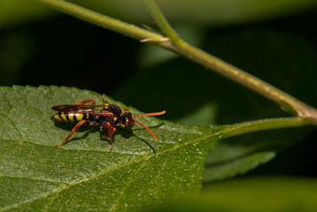 A wasp sits on a green leaf.