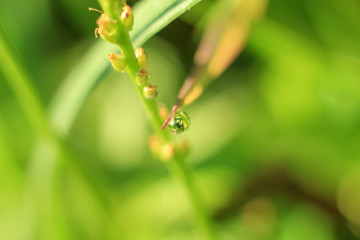 Beautiful close-up of dew diamond drops on grass with variable focus and blurred green background in the rays of the rising sun. Blur and soft focus.