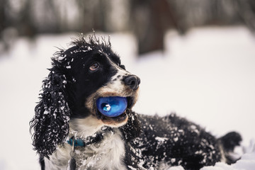 Happy dog, black and white springer spaniel is playing with toy, blue ball.