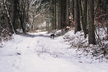 Happy dog, black and white springer spaniel on the walk.