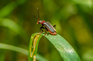 A soldier beetle, sitting on a leaf, looks back towards the camera.