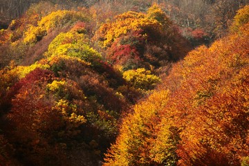 Autumn forest nature. Vivid morning in colorful forest with sun rays through branches of trees. Scenery of nature with sunlight.savsat/ARTVİN/TURKEY