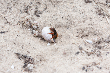 Uma vespa em cima da casca de um caracol para se alimentar do mesmo.