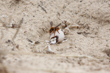 Uma vespa em cima da casca de um caracol para se alimentar do mesmo.
