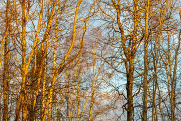 Obraz premium colorful spring bushes in latvian countryside