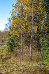 colorful spring bushes in latvian countryside