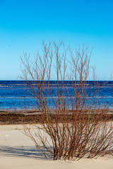 colorful spring bushes in latvian countryside