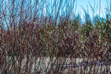 colorful spring bushes in latvian countryside