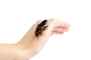 Cockroach little car Lucihormetica subcincta with orange spots sits on the hand. Cockroaches avtomobilchiki from the tropical rain forests of Colombia and Venezuela. Isolated.