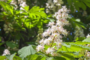 Blossoming chestnut tree in spring. closeup white flower and Green leaves on sunshine. floral concept. horizontal image.
