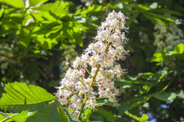 Blossoming chestnut tree in spring. closeup white flower and Green leaves on sunshine. floral concept. horizontal image.