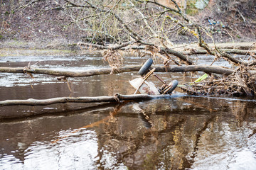 colorful spring bushes in latvian countryside