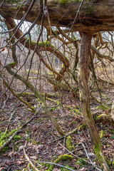 colorful spring bushes in latvian countryside