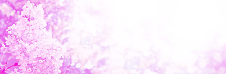 Bright and colorful flowers lilac